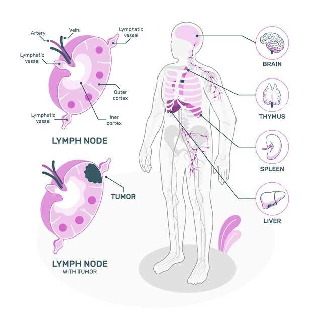 Анатомия лимфоузлов у человека