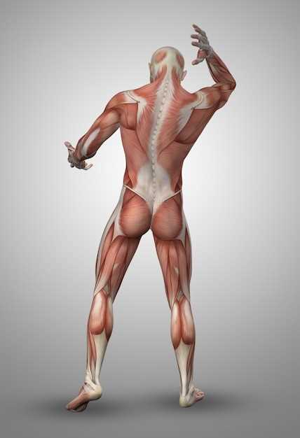 Скелетные мышцы нижней конечности