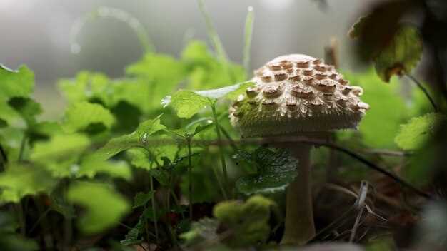 Отравление ядовитыми грибами: признаки, симптомы и последствия